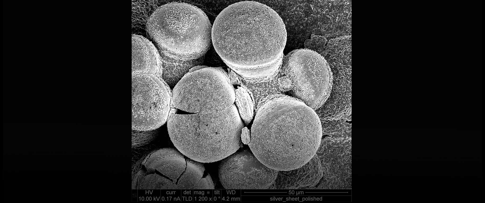 Giant’s Causeway–Silver Telluride Style: Silver telluride formed during a silver surface treatment breaks through the treated surface in the form of pillars. Aerospace scientists use an array of analytical techniques to identify unusual products from new chemical reactions and to understand how they may impact spacecraft component performance.